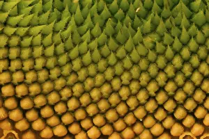 Botanical Flower Images Prints: Sunflower