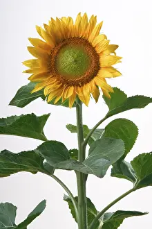 Sunflower Structure Prints: Sunflower