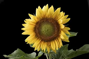 Botanical Flower Images Prints: Sunflower
