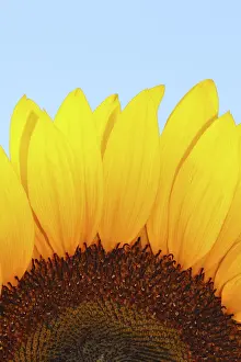 Yellow Flowering Plant Prints: Sunflower