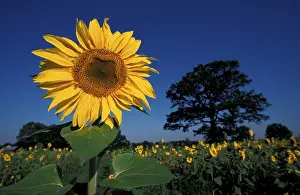 Wildflower Fields Prints: Sunflower