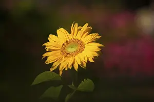 Deserted Sunflower Prints: Sunflower