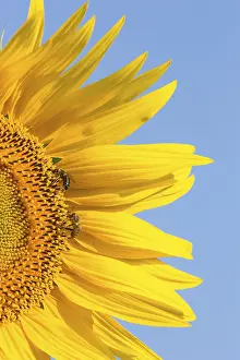 Empty Farm Field Prints: Sunflower