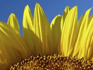 Orange Colored Flowers Prints: Sunflower