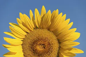 Deserted Sunflower Field Prints: Sunflower