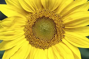 Sunflower Blossom Prints: Sunflower