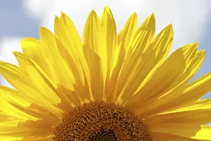 Deserted Countryside Prints: Sunflower