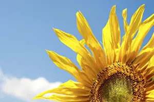Deserted Countryside Scene Prints: Sunflower