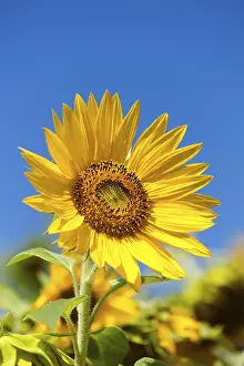 Deserted Countryside Prints: Sunflower