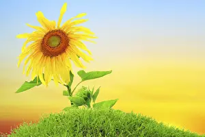 Deserted Countryside Scene Prints: Sunflower