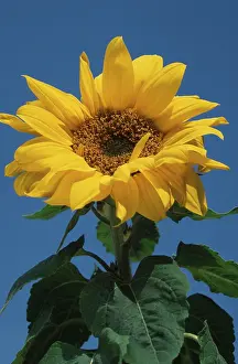 European Garden Plants Prints: Sunflower
