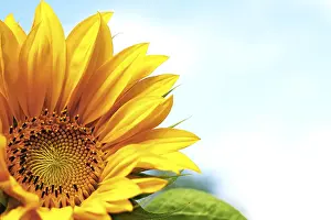 Sunflower Field Prints: Sunflower