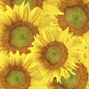Rural Countryside Scenery Prints: Sunflower background