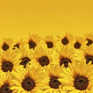 Close Up Sunflower Prints: Sunflower background with copyspace