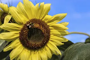 Hymenoptera Insect Wildlife Prints: A sunflower with a bee against a blue sky