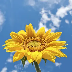Agricultural Farming Images Prints: Sunflower on cloudy sky