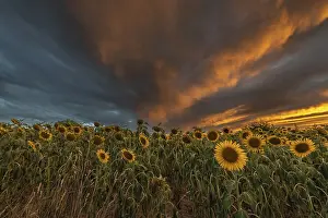 Alsace Travel Images Prints: Sunflower fields at sunset. Bas-Rhin