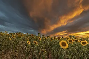 European Countryside Evening Scene Prints: Sunflower fields at sunset. Bas-Rhin