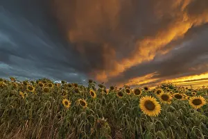 Prints of Sunflower fields at sunset. Bas-Rhin, Collectivite europeenne d'Alsace, Grand Est, France Sunflower fields at sunset. Bas-Rhin, Collectivite europeenne d'Alsace, Grand Est, France Bas Rhin Prints: Bas-Rhin Sunflower Fields Print at Sunset, France