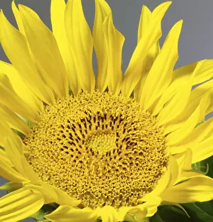 No People In The Garden Prints: Sunflower detail in grey back