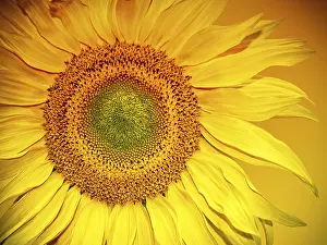 Deserted Sunflower Field Prints: Sunflower Head