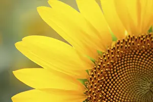 Deserted Sunflower Field Prints: Sunflower on the multicolored background