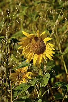 Deserted Farmland Landscape Prints: Sunflower in the oat field