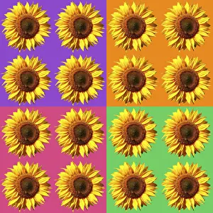 Digital Composing Prints: Sunflower pattern, colorful, background