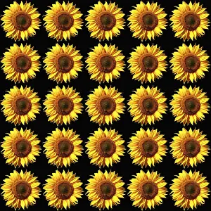 Digital Composing Artwork Prints: Sunflower pattern, colorful, background