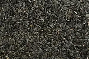 Conch Prints: Sunflower Seed Print