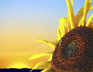 Red Sky Sunrise Prints: Sunflower at sunset