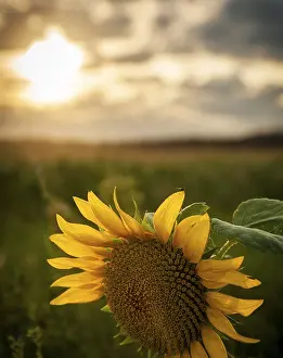 Travel Photography Sunset Prints: Sunflower at sunset