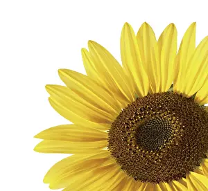 Yellow Blossom Prints: Sunflower over white
