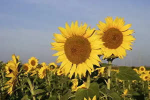 Open Air Flowers Prints: Sunflowers
