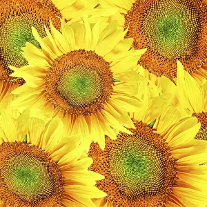 Wildflower Photography Prints: Sunflowers