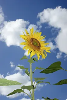 Flowering Fields Prints: Sunflowers
