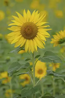 Agricultural Landscapes Prints: Sunflowers