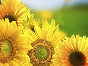 Yellow Flowering Plants Prints: Sunflowers background