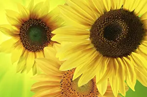 Rural Countryside Scene Prints: Sunflowers background