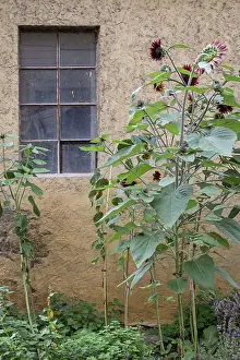 Hesse Landscape Photography Prints: Sunflowers in front of a barn window