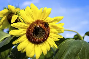 Flowering Plants Images Prints: Sunflowers with bees against a blue sky