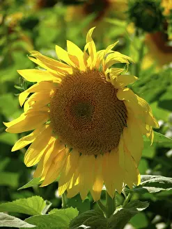 Deserted Nature Scene Prints: Sunflowers, single