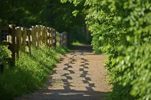 Forest Path Germany Prints: Sunlight falls on a shady forest path