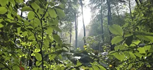 Outdoor Photography Europe Prints: Sunlight flows through the thick leaves of a green forest