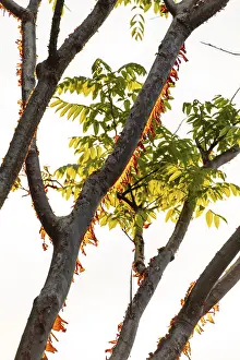Central America Nature Prints: Sunlight illuminates the peeling