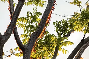 Central America Plant Life Prints: Sunlight illuminates the peeling