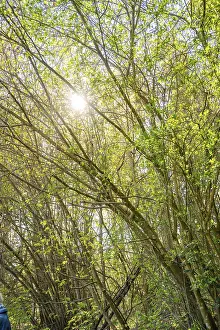 German Forest Landscape Prints: Sunlight penetrates through a dense network of branches