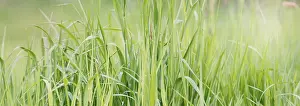 Agricultural Countryside Prints: Sunlight is shining through the grassland