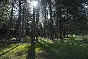 Morocco Landscape Photography Prints: Sunlight streams through tall cedar forest trees