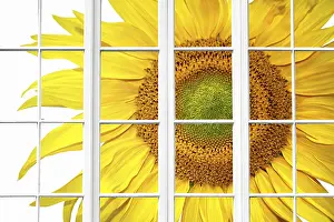 Isolated On White Studio Environment Prints: Sunny spring window